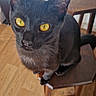 cat, black_cat, yellow_eyes, chair, wooden_floor, indoor, pet, feline, curious, sitting, animal, whiskers, ears, tail, looking_up, furniture, domestic_cat, close_up, household, cute