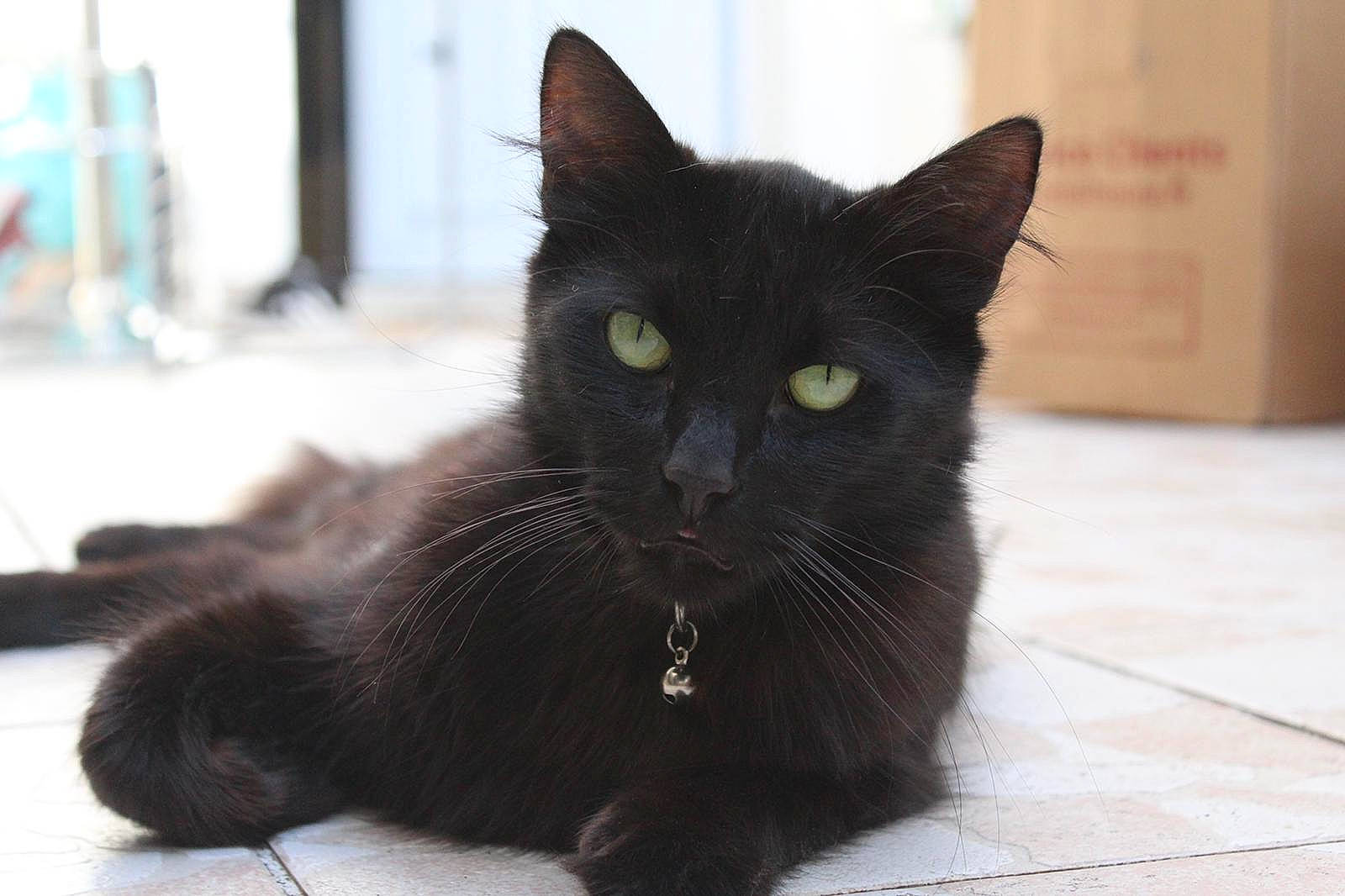 Neelix participe au concours pour gagner de l'argent avec cette photo : asian, black, black_cat, bombay, burmese, carnivore, cat, domestic_short_haired_cat, felidae, havana_brown, kitten, mammal, small_to_medium_sized_cats, turkish_angora, vertebrate, whiskers