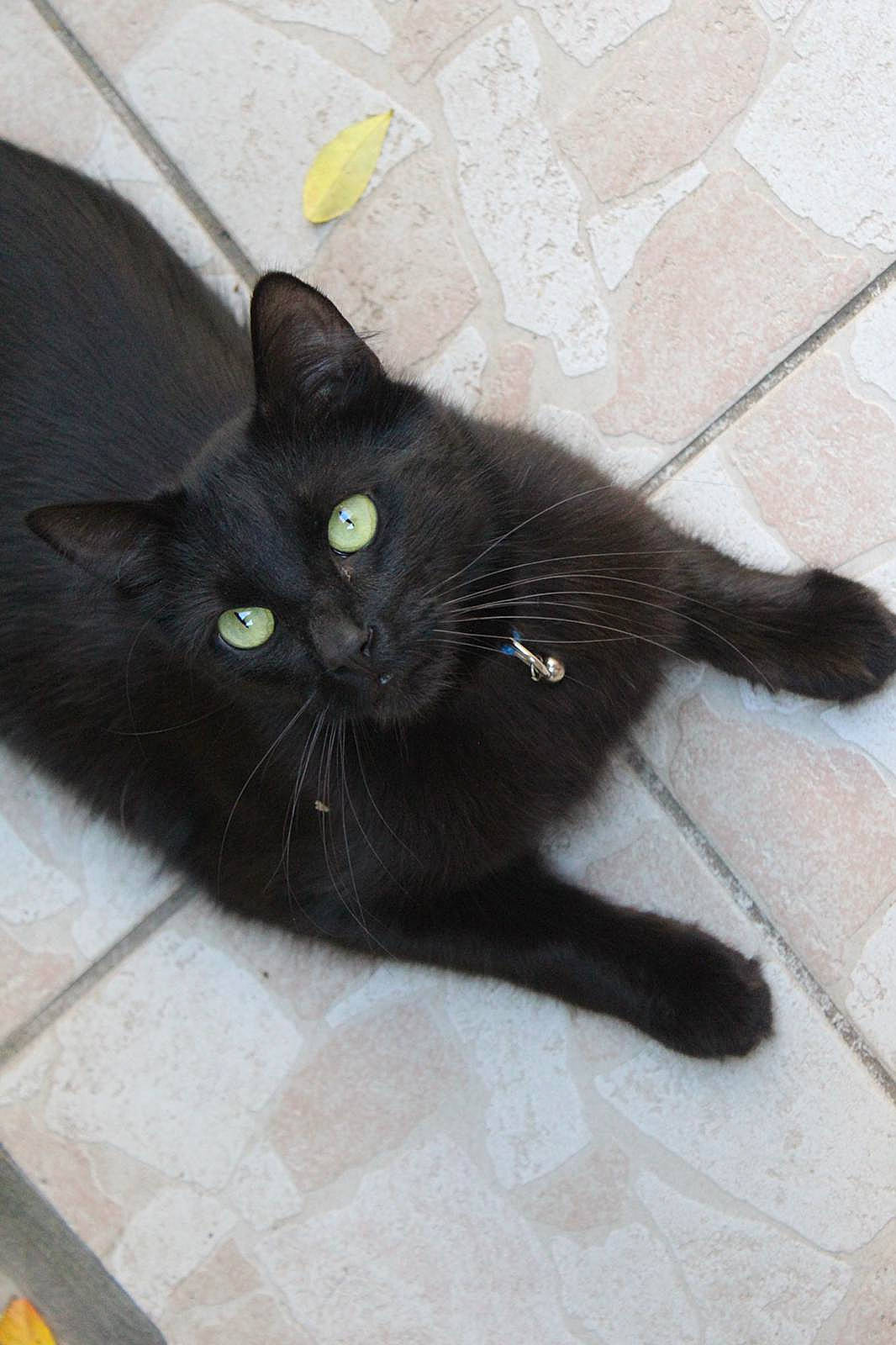 Neelix participe au concours pour gagner de l'argent avec cette photo : asian, black, black_cat, bombay, british_shorthair, burmese, carnivore, cat, domestic_short_haired_cat, eye, felidae, kitten, korat, mammal, nebelung, persian, small_to_medium_sized_cats, tail, vertebrate, whiskers