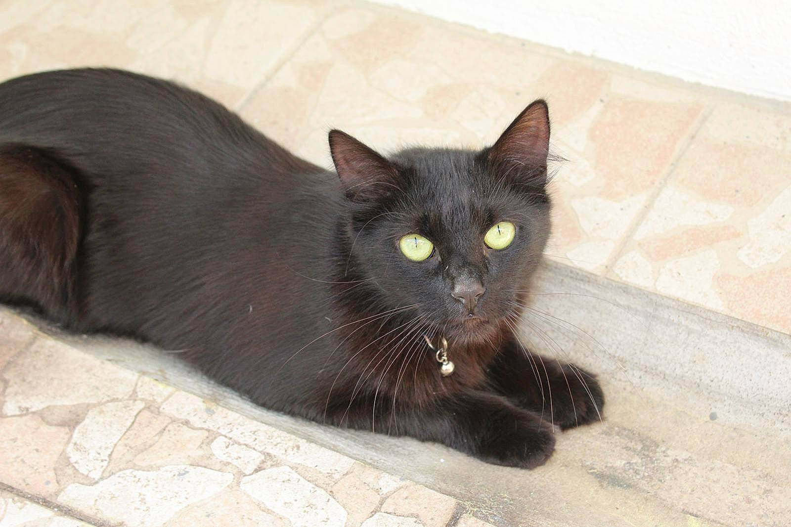 Neelix participe au concours pour gagner de l'argent avec cette photo : asian, black_cat, bombay, british_shorthair, burmese, carnivore, cat, domestic_short_haired_cat, european_shorthair, felidae, kitten, korat, mammal, nebelung, small_to_medium_sized_cats, snout, tail, vertebrate, whiskers