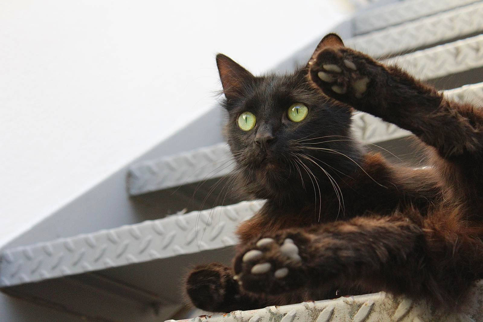 Neelix participe au concours pour gagner de l'argent avec cette photo : asian, black_cat, carnivore, cat, claw, domestic_short_haired_cat, european_shorthair, felidae, havana_brown, mammal, paw, polydactyl_cat, small_to_medium_sized_cats, snout, whiskers