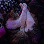blanket, cat, comfort, cozy, curled_up, cute, domestic_animal, fur, indoor, mammal, patterned_blanket, paws, pet, purple_light, relaxation, resting, sleeping, soft_lighting, tabby, whiskers