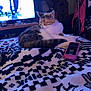 Lyla joined the competition — help win amazing prizes! animal, blanket, cat, comfort, cozy, domestic, electronics, fabric, furniture, home, indoor, living_room, pattern, pet, relaxation, remote_control, resting, sleeping, soft_light, television