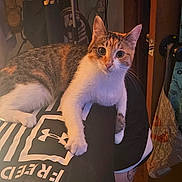 Lyla is registered to the contest to win money with this photo: black_clothing, calico_cat, casual, cat, curious, door, floor, furniture, hanging_toy, indoor, lounging, paw, person, plush_toy, relaxed, room, tattoo, tshirt, under_armour, wide_eyes