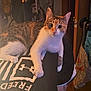 black_clothing, calico_cat, casual, cat, curious, door, floor, furniture, hanging_toy, indoor, lounging, paw, person, plush_toy, relaxed, room, tattoo, tshirt, under_armour, wide_eyes