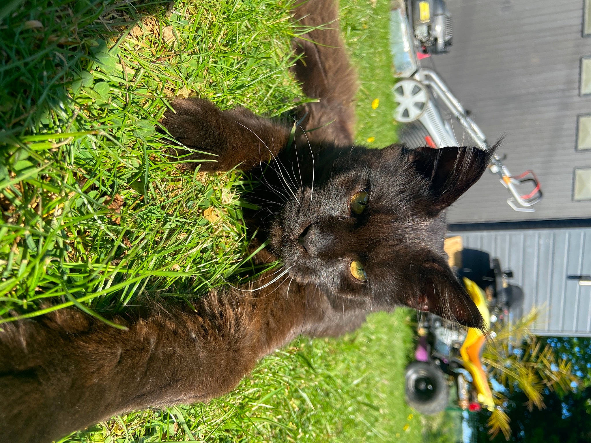 Phénix participe au concours pour gagner de l'argent avec cette photo : bombay, canidae, carnivore, cat, collar, dog_breed, domestic_short_haired_cat, event, fawn, felidae, grass, groundcover, plant, small_to_medium_sized_cats, snout, sporting_group, tail, terrestrial_animal, whiskers, working_animal