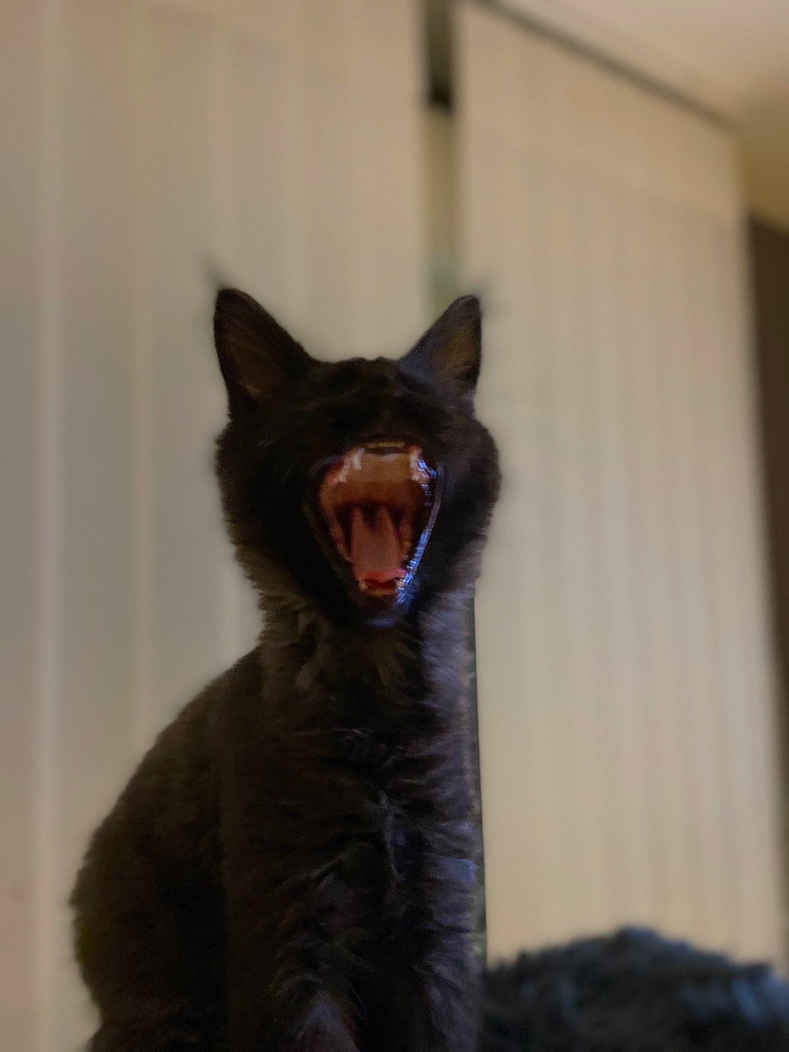 Phénix a rejoint le concours — aidez-le/la à gagner de superbes lots ! black_cat, carnivore, cat, curtain, domestic_short_haired_cat, fang, felidae, fur, jaw, roar, small_to_medium_sized_cats, snout, tail, terrestrial_animal, tooth, whiskers, wildlife, window, yawn