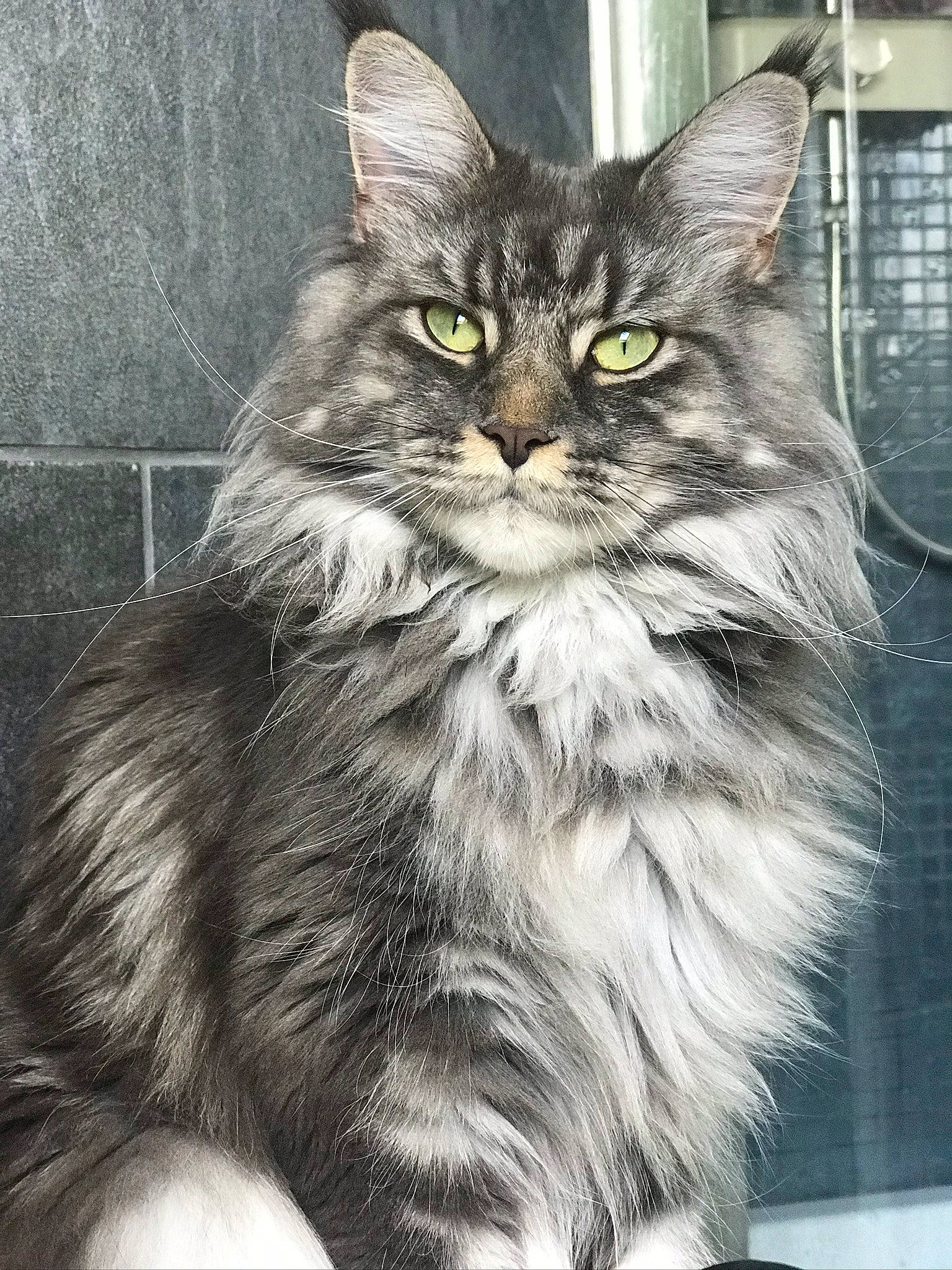 Ozie a rejoint le concours — aidez-le/la à gagner de superbes lots ! box, carnivore, cat, domestic_short_haired_cat, drawing, felidae, fur, grey, illustration, iris, maine_coon, siberian, small_to_medium_sized_cats, snout, terrestrial_animal, whiskers