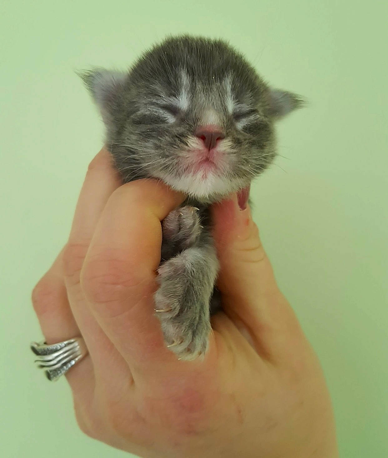 Ozie a rejoint le concours — aidez-le/la à gagner de superbes lots ! carnivore, cat, claw, comfort, domestic_short_haired_cat, felidae, finger, foot, fur, gesture, hand, nail, paw, small_to_medium_sized_cats, snout, tail, terrestrial_animal, thumb, whiskers, wool