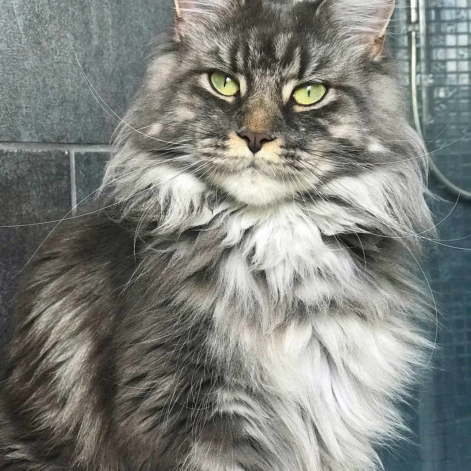 Ozie