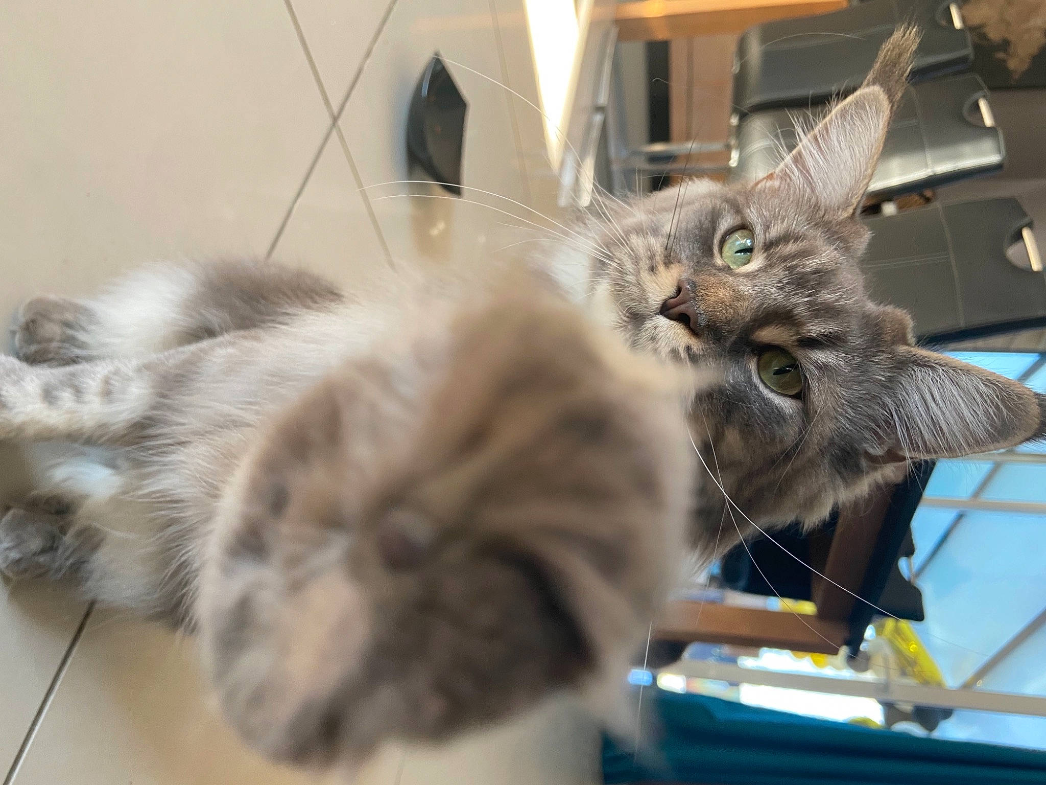 Ozie a rejoint le concours — aidez-le/la à gagner de superbes lots ! animal_shelter, british_longhair, carnivore, cat, claw, companion_dog, domestic_short_haired_cat, ear, fawn, felidae, fur, paw, small_to_medium_sized_cats, snout, tail, whiskers, window