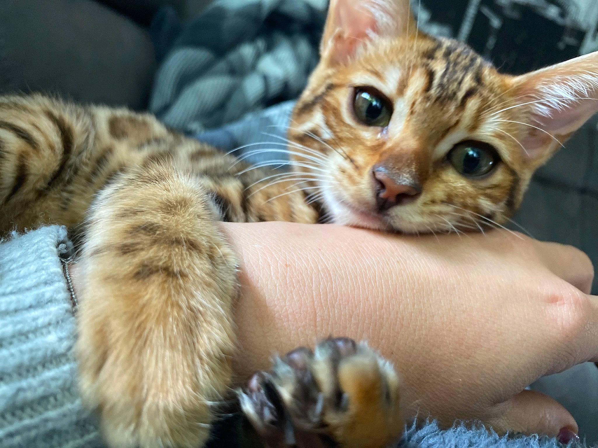 Coffee joined the competition — help win amazing prizes! arabian_mau, asian, bengal, carnivore, cat, claw, domestic_short_haired_cat, dragon_li, european_shorthair, felidae, kitten, mammal, ocicat, pixie_bob, small_to_medium_sized_cats, sokoke, tabby_cat, toyger, vertebrate, whiskers