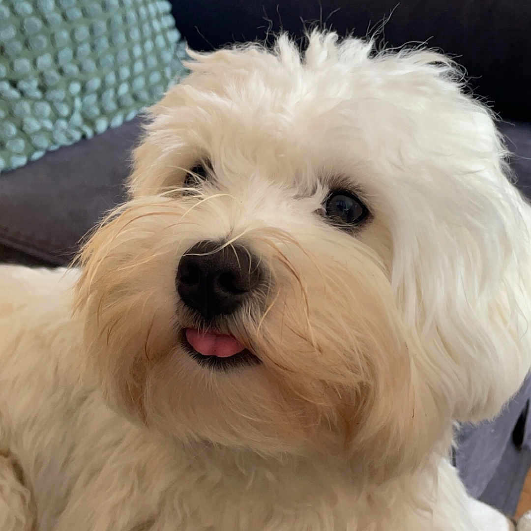 Cooky a rejoint le concours — aidez-le/la à gagner de superbes lots ! animal, architecture, bodypart, building, canine, couch, cushion, dog, furniture, homedecor, indoors, livingroom, mouth, person, pet, poodle, puppy, room, terrier, whitedog
