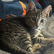 Lily joined the competition — help win amazing prizes! abyssinian, adult, animal, blanket, cat, couch, cushion, egyptiancat, furniture, homedecor, kitten, linen, male, man, manx, person, pet, quilt, sleeping, towel