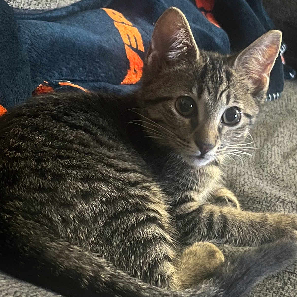 Lily