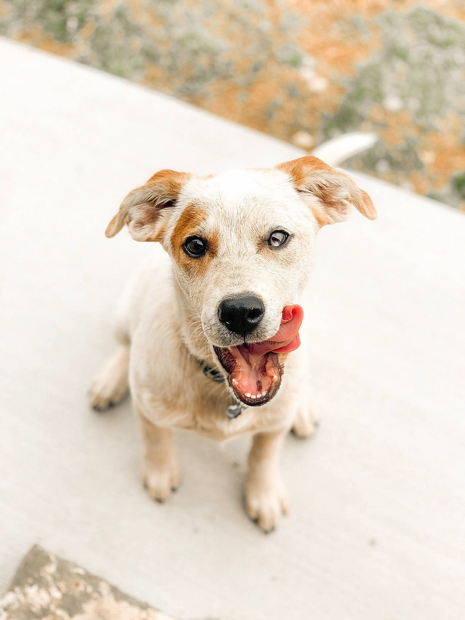 Cashew is registered to the contest to win money with this photo: carnivore, collar, companion_dog, dog, dog_breed, dog_collar, dog_supply, fawn, leash, paw, pet_supply, retriever, sporting_group, street_dog, tail, terrier, whiskers, working_animal