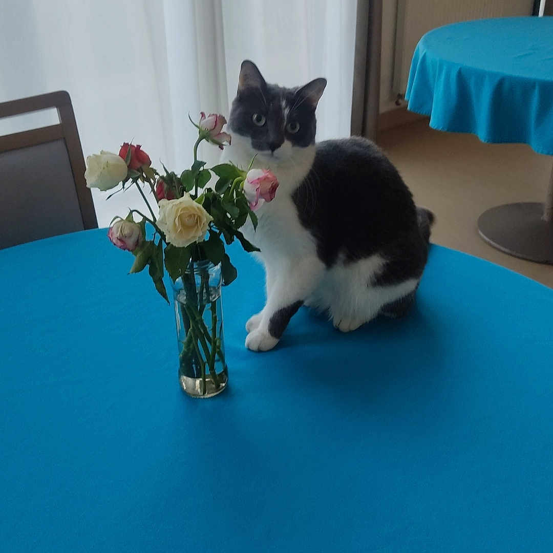 Chipie participe au concours pour gagner de l'argent avec cette photo : animal, architecture, building, diningroom, diningtable, flower, flowerarrangement, flowerbouquet, furniture, ikebana, indoors, jar, petal, plant, pottedplant, pottery, room, rose, table, vase