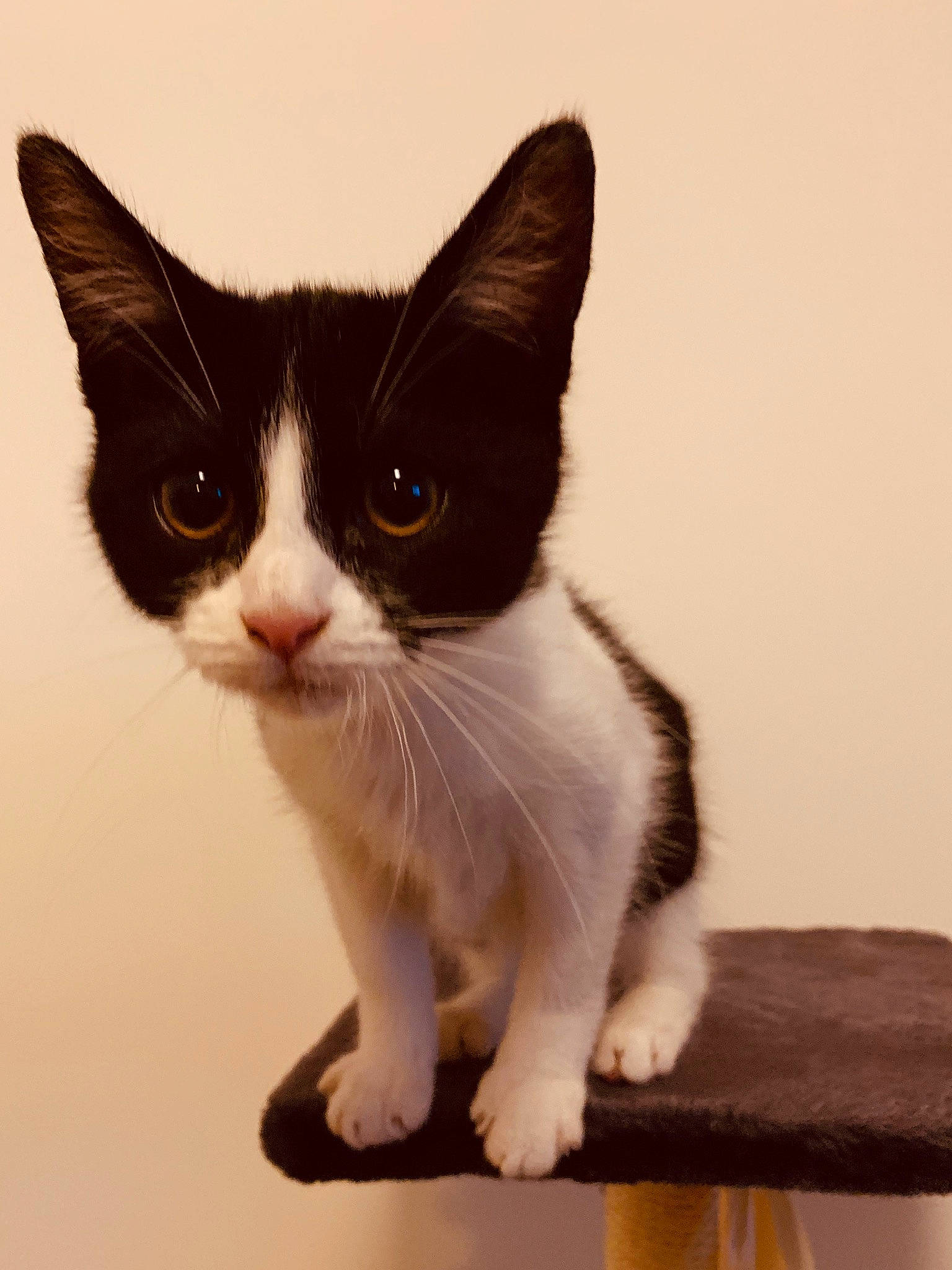 Giulia a rejoint le concours — aidez-le/la à gagner de superbes lots ! aegean_cat, american_wirehair, black_and_white, carnivore, cat, domestic_short_haired_cat, felidae, japanese_bobtail, kitten, mammal, polydactyl_cat, small_to_medium_sized_cats, snout, tail, whiskers