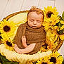baby, newborn, sleeping, basket, sunflower, flowers, brown_blanket, headband, cozy, yellow, nature, floral, infant, wrapped, cute, peaceful, portrait, resting, soft, decor