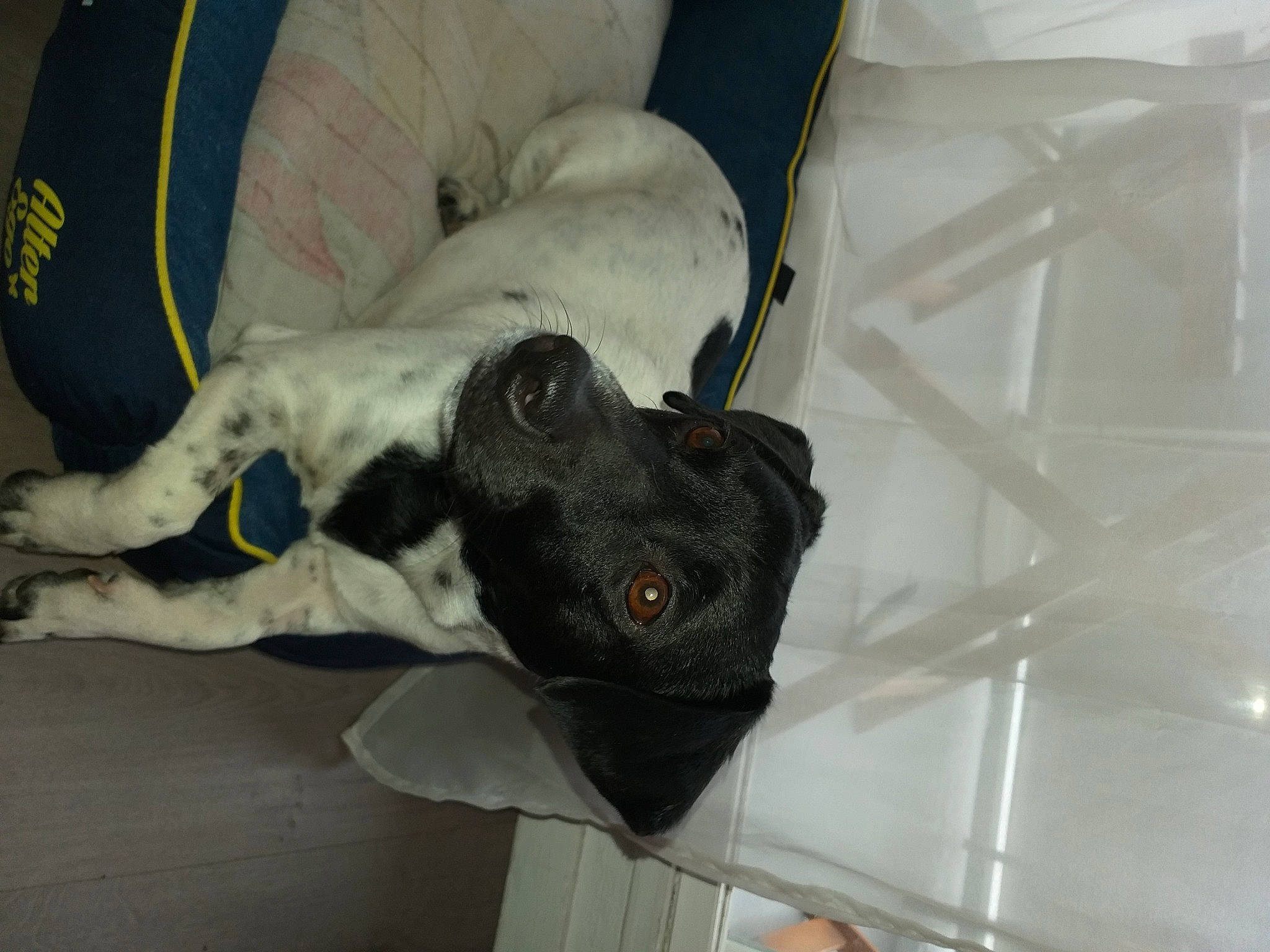 D'Jazz participe au concours pour gagner de l'argent avec cette photo : canidae, carmine, carnivore, collar, comfort, companion_dog, dog, dog_breed, dog_supply, fur, great_dane, grey, guard_dog, jaw, linens, non_sporting_group, snout, sporting_group, tail, working_animal