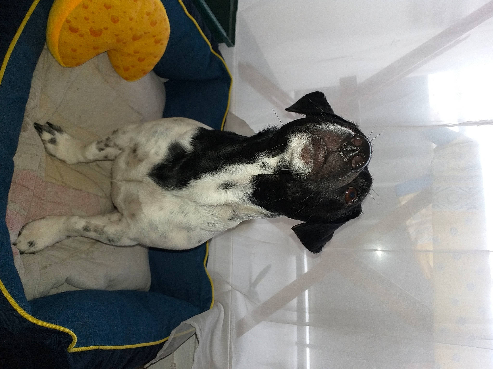 D'Jazz a rejoint le concours — aidez-le/la à gagner de superbes lots ! canidae, carnivore, comfort, companion_dog, dog, dog_breed, domestic_short_haired_cat, fawn, felidae, fur, mammal, nap, paw, room, small_to_medium_sized_cats, snout, sporting_group, tail, vertebrate, whiskers