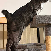 Pixel is registered to the contest to win money with this photo: animal, black_and_white, cat, cat_tree, curious, domestic, ears, feline, furniture, home, indoor, legs, looking, pet, soft_texture, standing, tail, vertical_blinds, whiskers, yellow_eyes