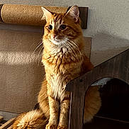 Apollo joined the competition — help win amazing prizes! cat, cat_tree, close_up, cozy, domestic_animal, ears, feline, fur, furniture, ginger_cat, indoor, orange_tabby, paws, pet, portrait, scratching_post, sitting, tail, wall, whiskers