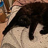 animal, black_cat, blanket, cat, cozy, cute, feline, fur, furniture, home, indoor, mattress, pet, relaxed, resting, sleepy, stretching, whiskers, wooden_drawer, yellow_eyes