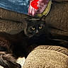 animal, black_cat, blanket, cat, couch, cozy, domestic_animal, feline, fur, furniture, home, indoor, looking, lying_down, pet, relaxing, resting, texture, whiskers, yellow_eyes