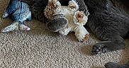Amber joined the competition — help win amazing prizes! animal, carpet, cat, cozy, cute, feline, fish_toy, front_paws, fur, gray_cat, home, indoor, laying_down, pet, plush_toy, relaxed, soft_texture, stuffed_toy, teddy_bear, wide_eyes