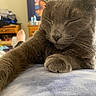 Amber is registered to the contest to win money with this photo: animal, bedroom, cat, close_up, cozy, cute, domestic_animal, feline, furniture, gray_cat, home, indoor, paw, pet, relaxed, resting, sleeping, soft, stretching, whiskers