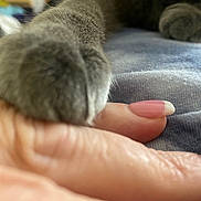 Amber is registered to the contest to win money with this photo: animal, blurred_background, cat, close_up, compassion, connection, friendship, fur, gray, hand, human, indoor, intimate, manicure, nail, paw, pet, skin, soft, touch
