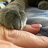 animal, blurred_background, cat, close_up, compassion, connection, friendship, fur, gray, hand, human, indoor, intimate, manicure, nail, paw, pet, skin, soft, touch