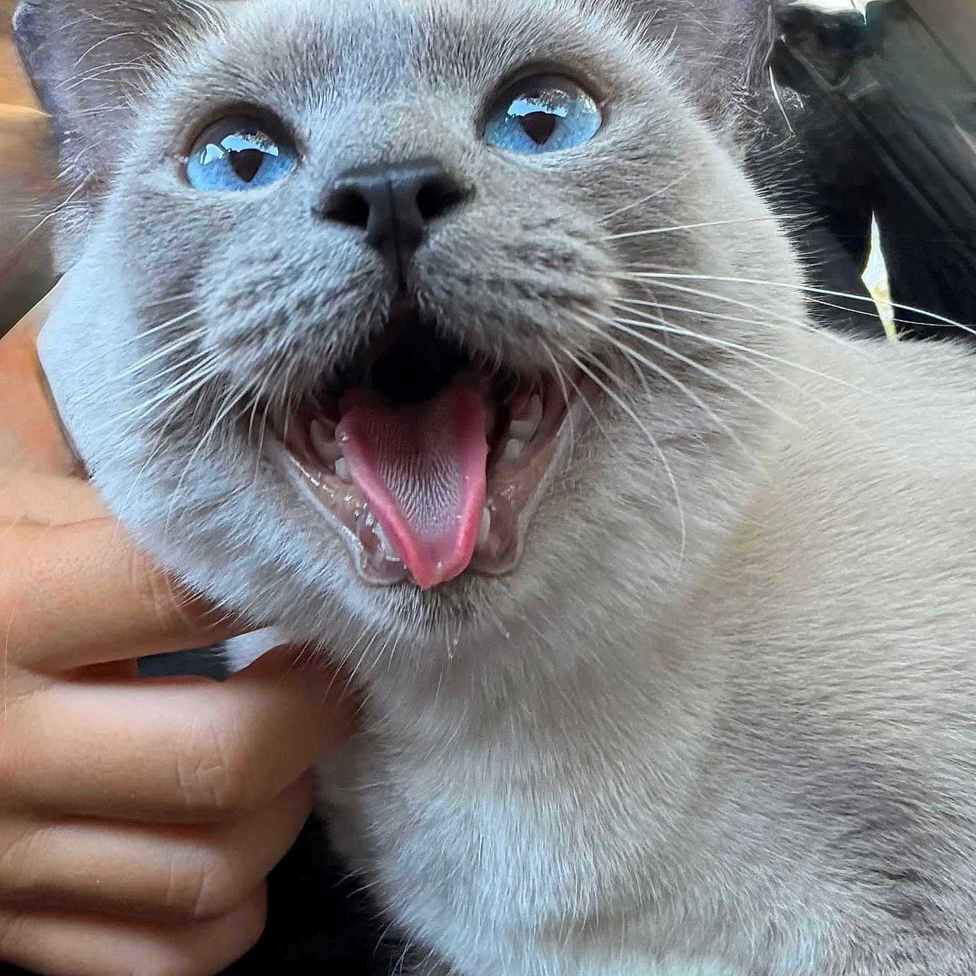 Nala joined the competition — help win amazing prizes! animal, blue_eyes, cat, close_up, cute, domestic_cat, ears, excited, expression, feline, fur, hand, indoor, mouth_open, nose, pet, surprised, teeth, tongue, whiskers