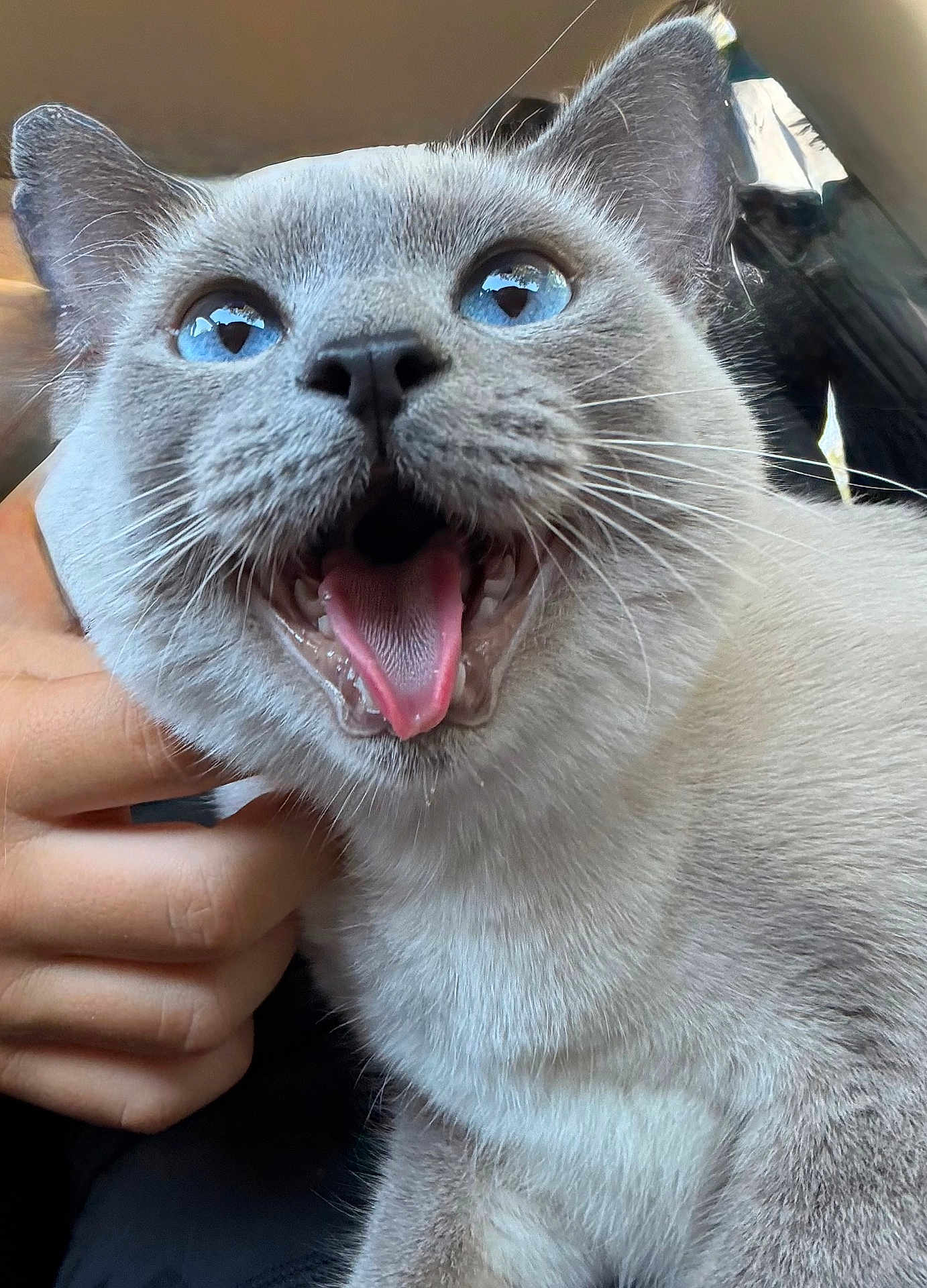 Nala