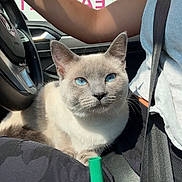 Nala joined the competition — help win amazing prizes! cat, siamese, blue_eyes, pet, car_interior, person, seatbelt, lap, sunlight, casual_clothing, steering_wheel, relaxed, closeup, feline, domestic_animal, animal, indoor, transportation, human, resting