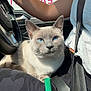 cat, siamese, blue_eyes, pet, car_interior, person, seatbelt, lap, sunlight, casual_clothing, steering_wheel, relaxed, closeup, feline, domestic_animal, animal, indoor, transportation, human, resting