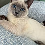 Nala joined the competition — help win amazing prizes! cat, siamese_cat, blue_eyes, fur, pet, indoor, bedspread, pattern, fluffy, relaxed, whiskers, animal, cute, domestic_cat, resting, close_up, comfort, feline, looking, home