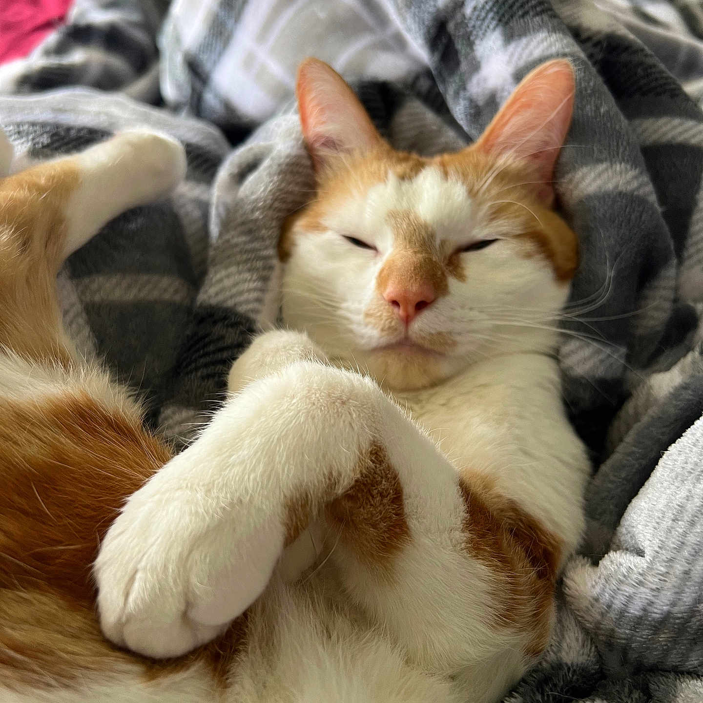 Ginger joined the competition — help win amazing prizes! animal, blanket, cat, close_up, comfort, cozy, cute, domestic, face, feline, fur, indoor, orange_and_white, paws, pet, relaxed, resting, sleepy, soft_texture, whiskers