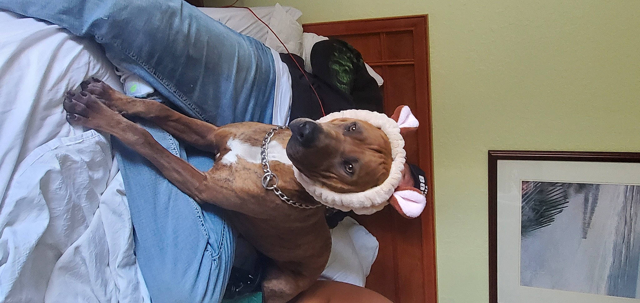 Chomper is registered to the contest to win money with this photo: canidae, carnivore, comfort, companion_dog, dog, dog_breed, fawn, fur, gesture, hat, human_leg, jaw, liver, picture_frame, snout, sporting_group, thigh, weimaraner, wood, working_animal