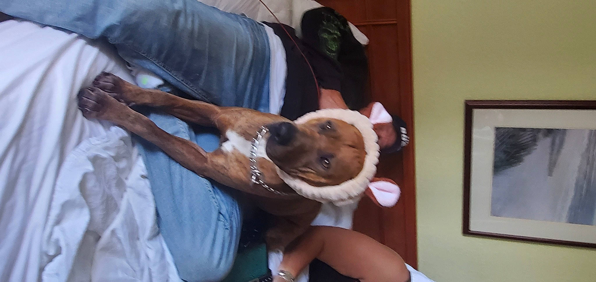 Chomper joined the competition — help win amazing prizes! abdomen, canidae, carnivore, chest, comfort, companion_dog, dog, dog_breed, elbow, fawn, gesture, human_leg, joint, knee, lap, picture_frame, sporting_group, thigh, trunk, wrist