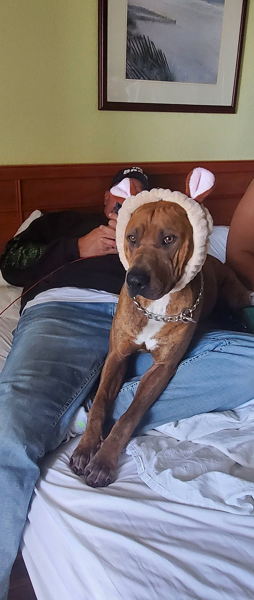 Chomper is registered to the contest to win money with this photo: boxer, canidae, carnivore, chair, collar, comfort, companion_dog, dog, dog_breed, dog_collar, dog_supply, fawn, guard_dog, liver, luggage_and_bags, pet_supply, sitting, snout, working_animal, working_dog