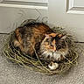 cat, calico_cat, fluffy, longhaired, feline, pet, animal, nest, twigs, branches, carpet, indoor, home, floor, white_door, orange_fur, black_fur, green_eyes, resting, portrait