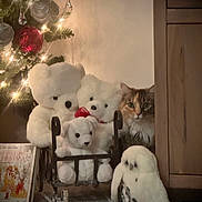 Tia joined the competition — help win amazing prizes! cat, teddy_bears, christmas_tree, ornaments, holiday, festive, indoors, living_room, rocking_chair, stuffed_animals, white_toys, fluffy, longhaired_cat, tabby_cat, green_eyes, portrait, warm_lighting, christmas_lights, carpet, wooden_cabinet