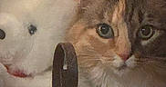 Tia is registered to the contest to win money with this photo: cat, cats, kitten, tabby, white_cat, fluffy, fur, whiskers, eyes, ears, nose, pet, animal, portrait, closeup, indoors, cuddling, lying_down, dark_background, vintage_filter