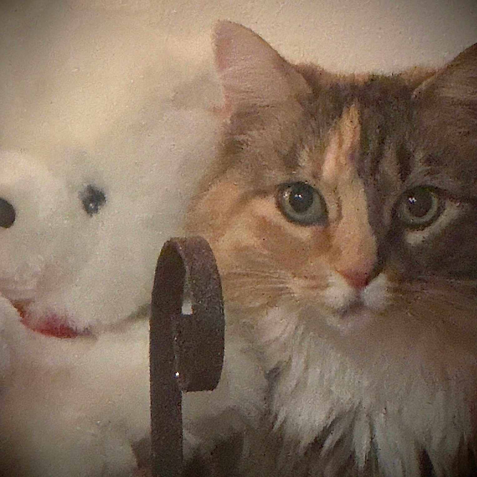 Tia