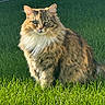 Tia joined the competition — help win amazing prizes! cat, tabby, longhaired, fluffy, fur, whiskers, ears, eyes, face, sitting, outdoor, grass, lawn, garden, animal, pet, portrait, sunlight, nature, closeup