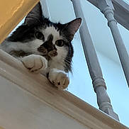 Oreo is registered to the contest to win money with this photo: cat, feline, pet, indoor, staircase, banister, paw, whiskers, close_up, looking_down, railing, baluster, domestic_cat, curious, portrait, white_wall, wood_trim, paws_up, fluffy, home_interior