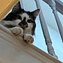 cat, feline, pet, indoor, staircase, banister, paw, whiskers, close_up, looking_down, railing, baluster, domestic_cat, curious, portrait, white_wall, wood_trim, paws_up, fluffy, home_interior
