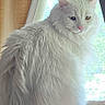 Moe Moe is registered to the contest to win money with this photo: cat, white_cat, fluffy, long_hair, heterochromia, blue_eye, amber_eye, window, curtains, indoor, pet, animal, feline, sitting, natural_light, soft_light, domestic_cat, portrait, looking_away, quiet